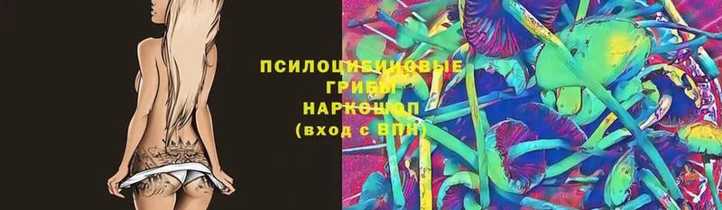 Псилоцибиновые грибы Cubensis  Зерноград 